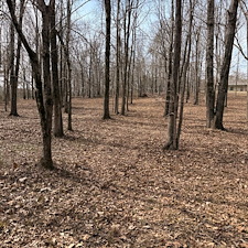 Tree-and-Limb-Cleanup-in-Taylor-MS 10